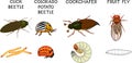 Set of insect pests of agricultural plants click beetle, colorado potato beetle, cockchafer and fruit fly isolated on white